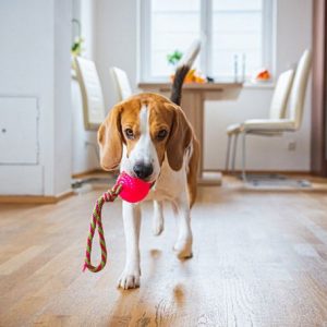 How to Keep Your Dog Busy & Happy Every Day