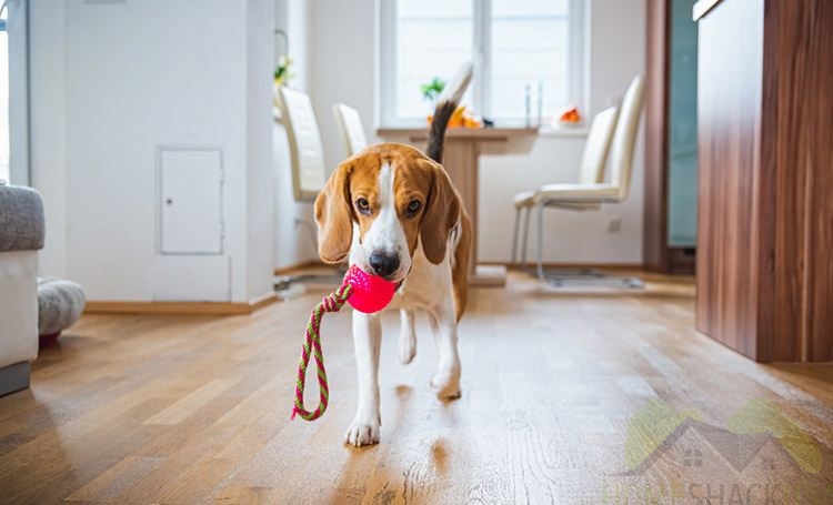 How to Keep Your Dog Busy & Happy Every Day