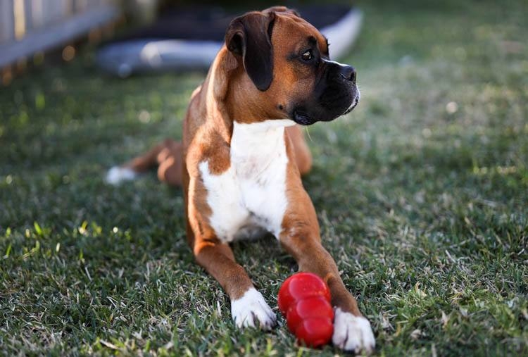 Dog playing with a red toy outside.