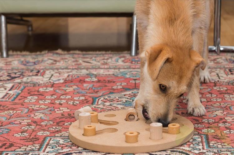 Dog using a puzzle toy to stay mentally stimulated and busy