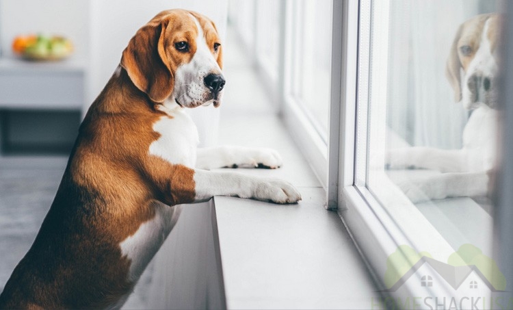 Beagle watching the outdoors as a calm way to keep your dog occupied.