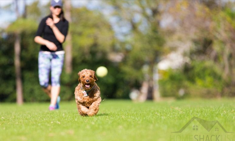 A happy dog running in the park, enjoying time spent with its loving owner.